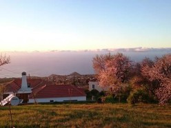 mandelbluete-puntagorda-1.jpg - Ferienhaus auf La Palma