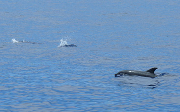 Delfine und Wale La Palma
