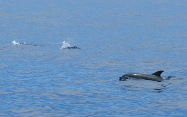 Dolphins and Whales La Palma