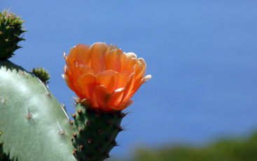 cactus flower