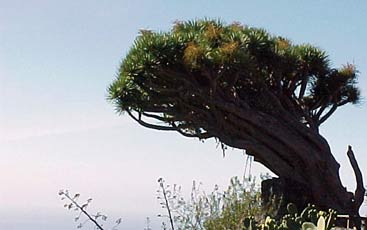 A dragon tree, spanish: Drago