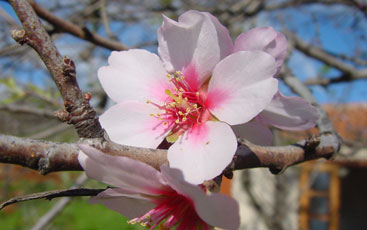 Almond blossom festival at La Palma