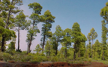 Light flooded pine forest above Puntagorda