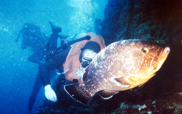 jewfish and diver